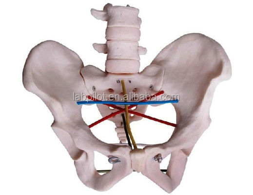 Esame ostetrico Modello pelvico per la formazione ginecologica e la dimostrazione pelvimetrica