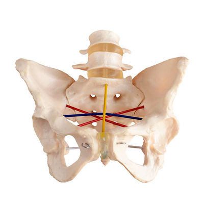 Esame ostetrico Modello pelvico per la formazione ginecologica e la dimostrazione pelvimetrica