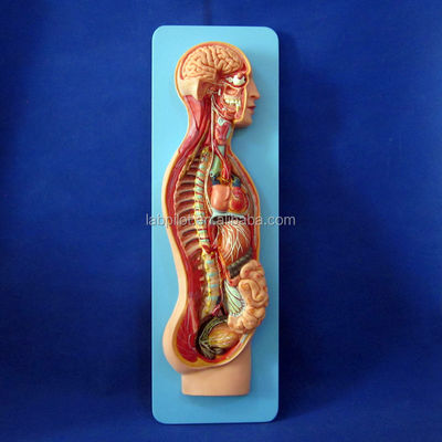 Modello anatomico dettagliato delle dimensioni della vita umana per il sistema nervoso automatico e gli organi del tronco