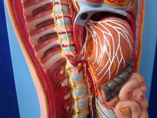 Modello anatomico dettagliato delle dimensioni della vita umana per il sistema nervoso automatico e gli organi del tronco