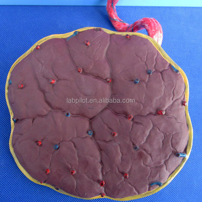 Scienza medica Modello dipinto di circolazione fetale con placenta cardiaca e cordone ombelicale