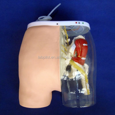 Scienze mediche Modello di addestramento per iniezioni intramuscolari con muscoli e nervi visibili