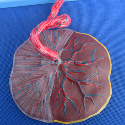 Scienza medica Modello dipinto di circolazione fetale con placenta cardiaca e cordone ombelicale