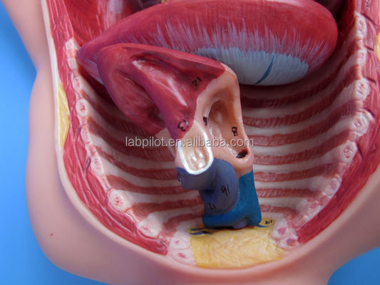 Scienza medica Modello dipinto di circolazione fetale con placenta cardiaca e cordone ombelicale