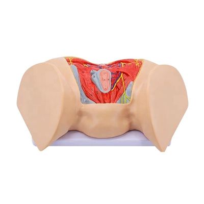 Scienze mediche Modello anatomico Muscoli perineali femminili avanzati Nervi e vasi