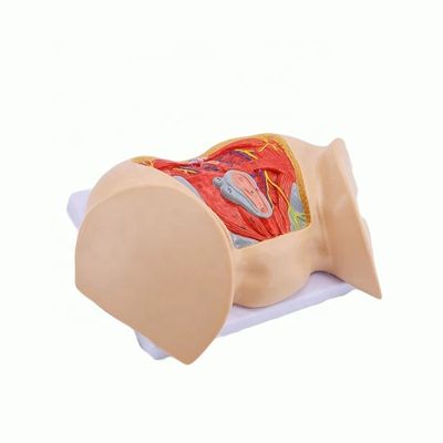 Scienze mediche Modello anatomico Muscoli perineali femminili avanzati Nervi e vasi