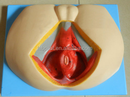 Modello avanzato del perineo in PVC per comprendere l'anatomia del perineo maschile