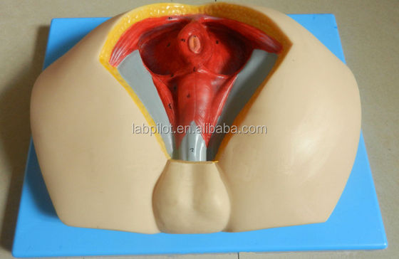Modello avanzato del perineo in PVC per comprendere l'anatomia del perineo maschile