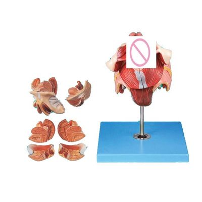 Modello avanzato di anatomia del perineo femminile in PVC per la formazione e la dimostrazione medica
