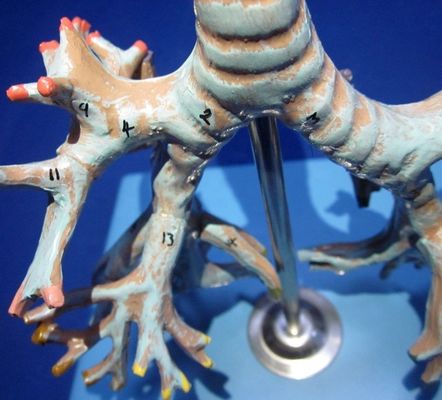 Modello di bronchia umana medica Bronchio avanzato in PVC della trachea Modello in dimensioni naturali
