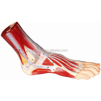 Modello muscolare vivo dell'anatomia del piede umano