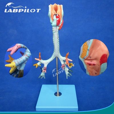 Display di scienze mediche Disponibile albero bronchiale e trachea modello per la laringe anatomia