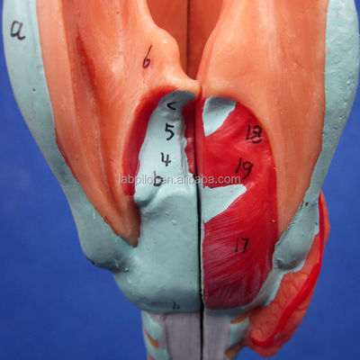 Display di scienze mediche Disponibile albero bronchiale e trachea modello per la laringe anatomia