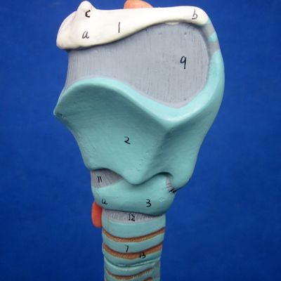 Display di scienze mediche Disponibile albero bronchiale e trachea modello per la laringe anatomia