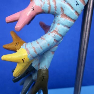 Display di scienze mediche Disponibile albero bronchiale e trachea modello per la laringe anatomia