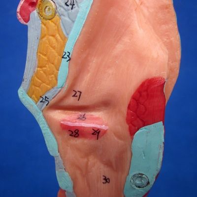 Display di scienze mediche Disponibile albero bronchiale e trachea modello per la laringe anatomia
