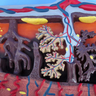 Modello 3D della placenta e del cordone ombelicale per dimostrazioni di anatomia
