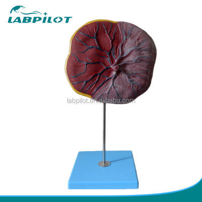 Scienze mediche Modello 3D della placenta umana e del cordone ombelicale con anatomia dettagliata