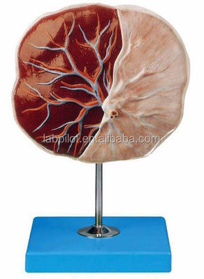 Scienze mediche Modello 3D della placenta umana e del cordone ombelicale con anatomia dettagliata