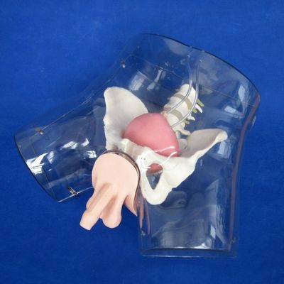 Prova il realismo con questa bambola di allenamento per cateterizzazione dell'uretra maschile