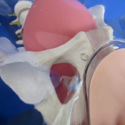 Prova il realismo con questa bambola di allenamento per cateterizzazione dell'uretra maschile
