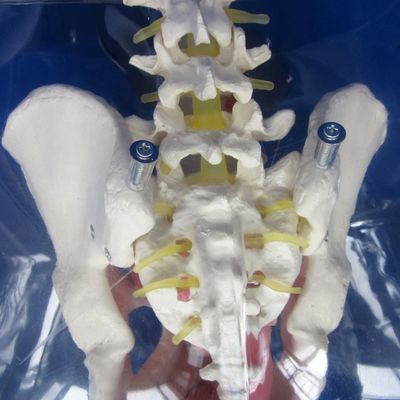 Manichino per la dimostrazione di cura dei pazienti Formazione di cateterizzazione uretrale trasparente