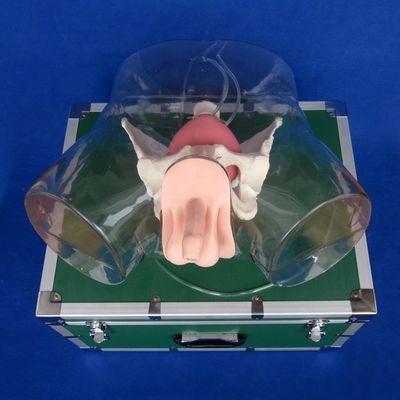 Prova il realismo con questa bambola di allenamento per cateterizzazione dell'uretra maschile