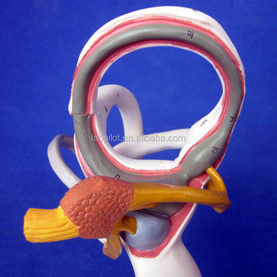 Modello 3D dell'orecchio medico umano per l'insegnamento dell'anatomia labirintica