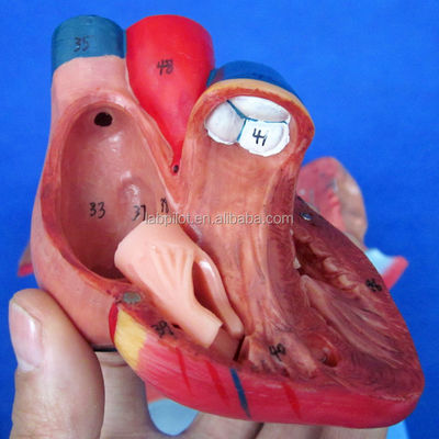 Modello 3D del sistema respiratorio umano laringe trachea cuore e polmoni per l'educazione medica
