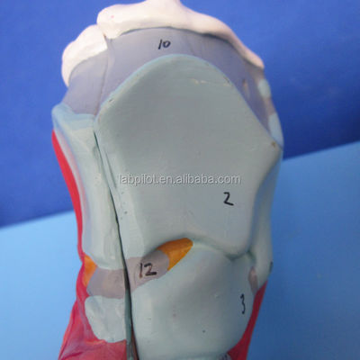 Modello 3D del sistema respiratorio umano laringe trachea cuore e polmoni per l'educazione medica