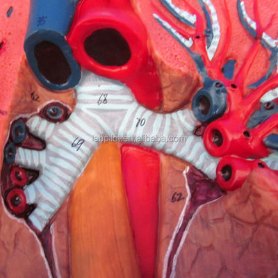 Modello 3D del sistema respiratorio umano laringe trachea cuore e polmoni per l'educazione medica