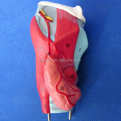 Modello 3D del sistema respiratorio umano laringe trachea cuore e polmoni per l'educazione medica