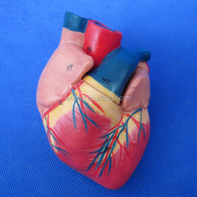 Modello 3D del sistema respiratorio umano laringe trachea cuore e polmoni per l'educazione medica