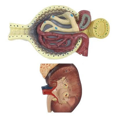 Modello del sistema urinario umano per l'insegnamento dell'anatomia dettagliata del rene, del nefrone e del glomerulo