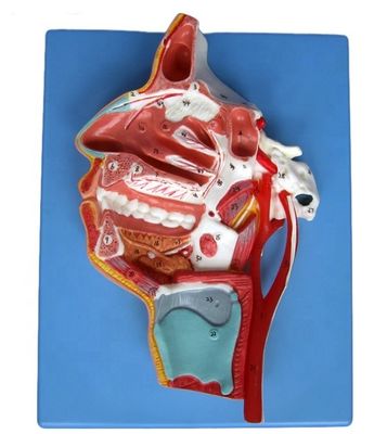Modello dettagliato dei nervi e dei vasi facciali Materiale PVC avanzato per il stud completo