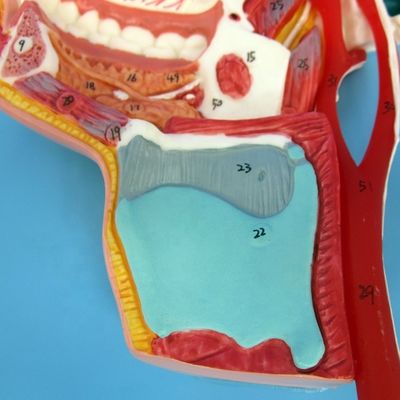 Modello dettagliato dei nervi e dei vasi facciali Materiale PVC avanzato per il stud completo