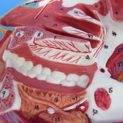 Modello dettagliato dei nervi e dei vasi facciali Materiale PVC avanzato per il stud completo
