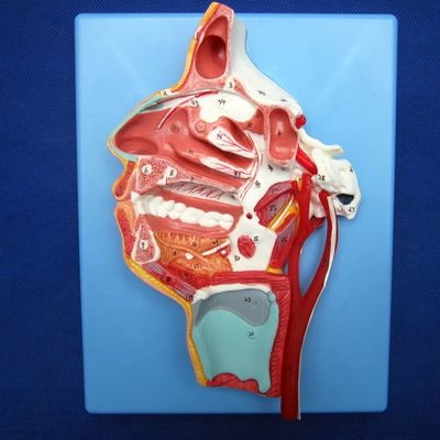 Modello dettagliato dei nervi e dei vasi facciali Materiale PVC avanzato per il stud completo