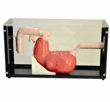 Esame gastroscopico avanzato e modello di formazione ERCP per le lesioni gastrointestinali