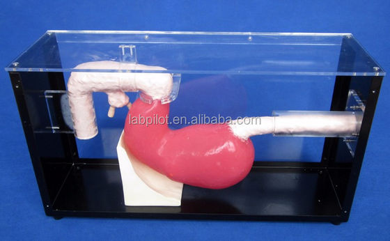 Esame gastroscopico avanzato e modello di formazione ERCP per le lesioni gastrointestinali