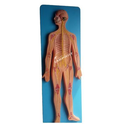 Scienze mediche Modello anatomico del sistema nervoso umano per ospedali e cliniche