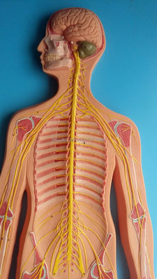 Scienze mediche Modello anatomico del sistema nervoso umano per ospedali e cliniche