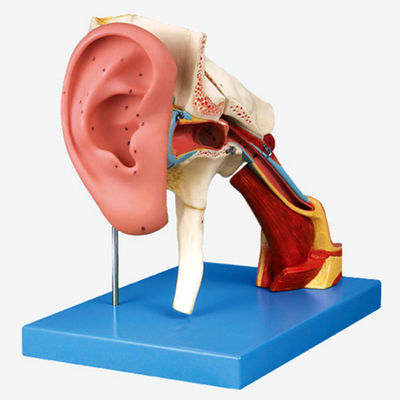 Insegnamento avanzato di anatomia dell'orecchio in PVC Modello 4 volte amplificato Struttura dell'orecchio esterno e medio