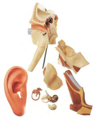 Insegnamento avanzato di anatomia dell'orecchio in PVC Modello 4 volte amplificato Struttura dell'orecchio esterno e medio