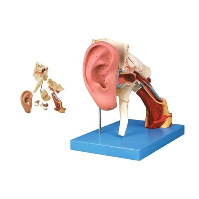 Insegnamento avanzato di anatomia dell'orecchio in PVC Modello 4 volte amplificato Struttura dell'orecchio esterno e medio