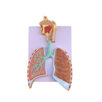 Modello avanzato di anatomia polmonare in PVC per una precisa dimostrazione del sistema respiratorio