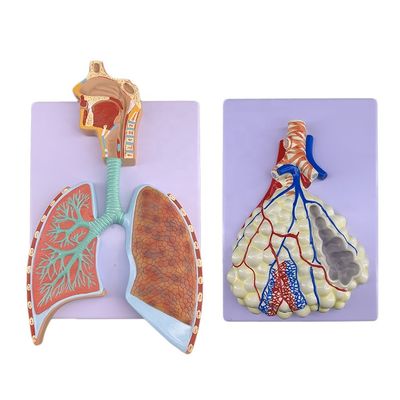 Modello avanzato di anatomia polmonare in PVC per una precisa dimostrazione del sistema respiratorio