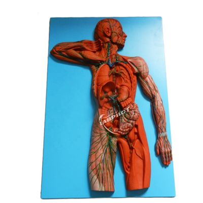 Sistema immunitario umano Modello di insegnamento anatomico Simulatore 3D per organo del sistema linfatico