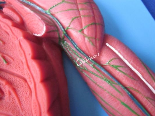 Sistema immunitario umano Modello di insegnamento anatomico Simulatore 3D per organo del sistema linfatico