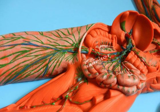 Sistema immunitario umano Modello di insegnamento anatomico Simulatore 3D per organo del sistema linfatico